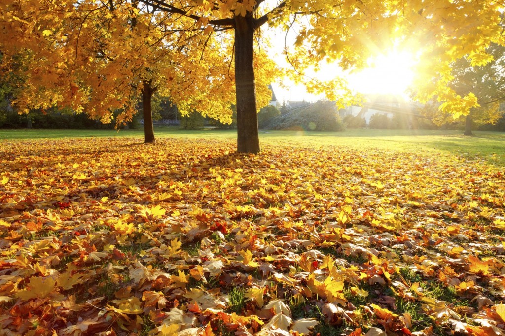 Colorful foliage in the autumn park