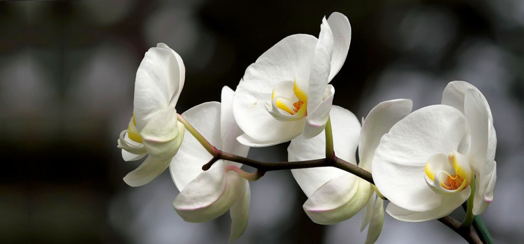 6913_Top-25-Most-Beautiful-White-Flowers