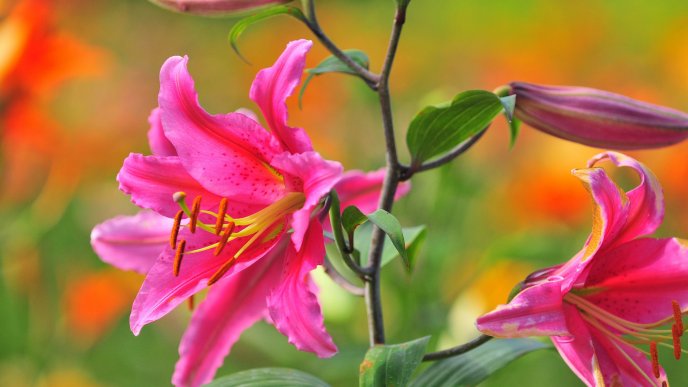 8090_Beautiful-pink-lily-flowers-HD-wallpaper