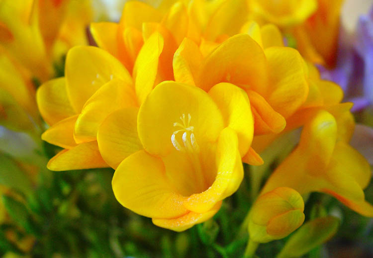 yellow-freesia